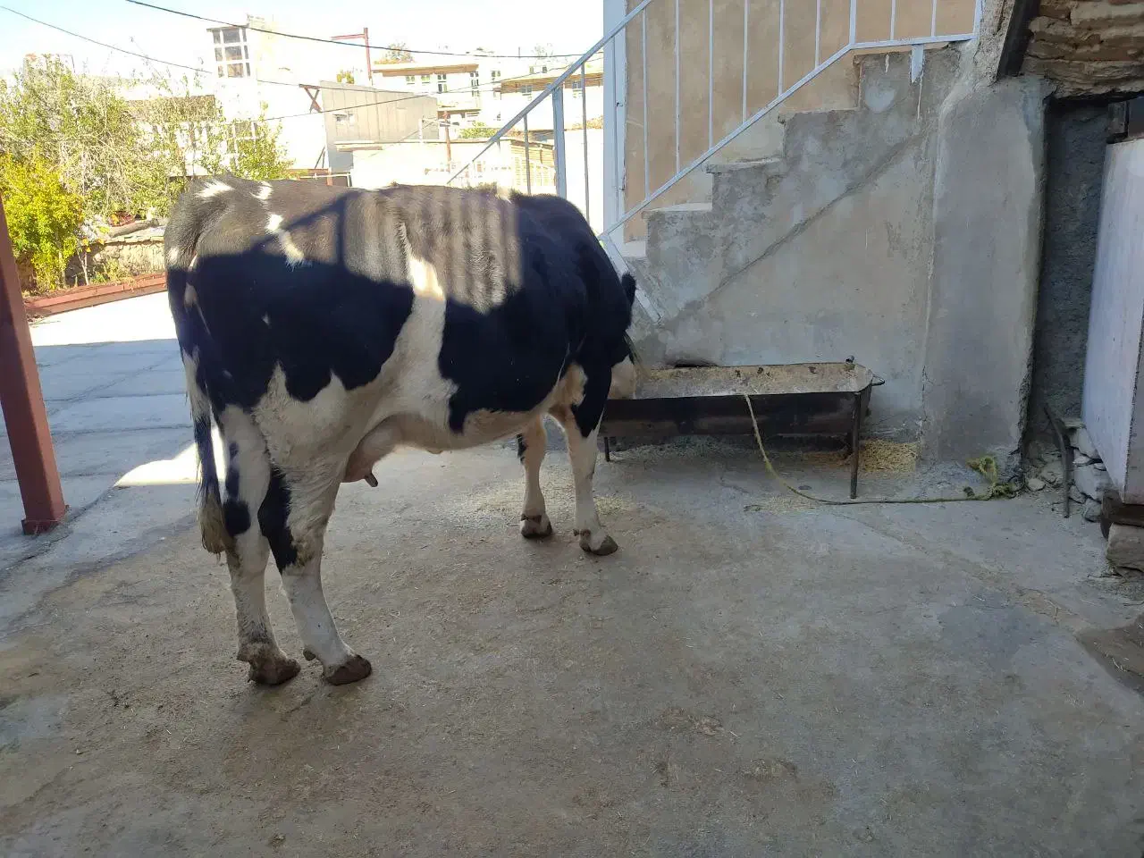 گاو گوساله سیمینتال ماده|حیوانات مزرعه|سرپل ذهاب, |دیوار