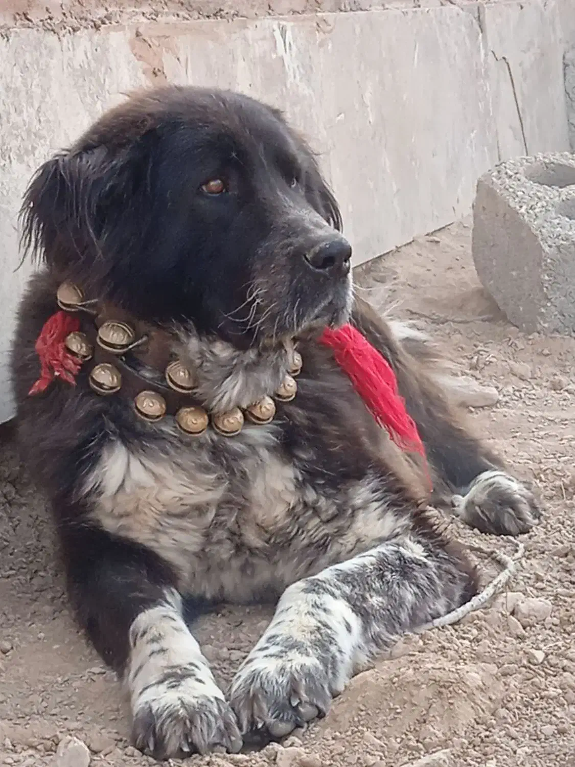 فی ۳۰|سگ|دهق, |دیوار