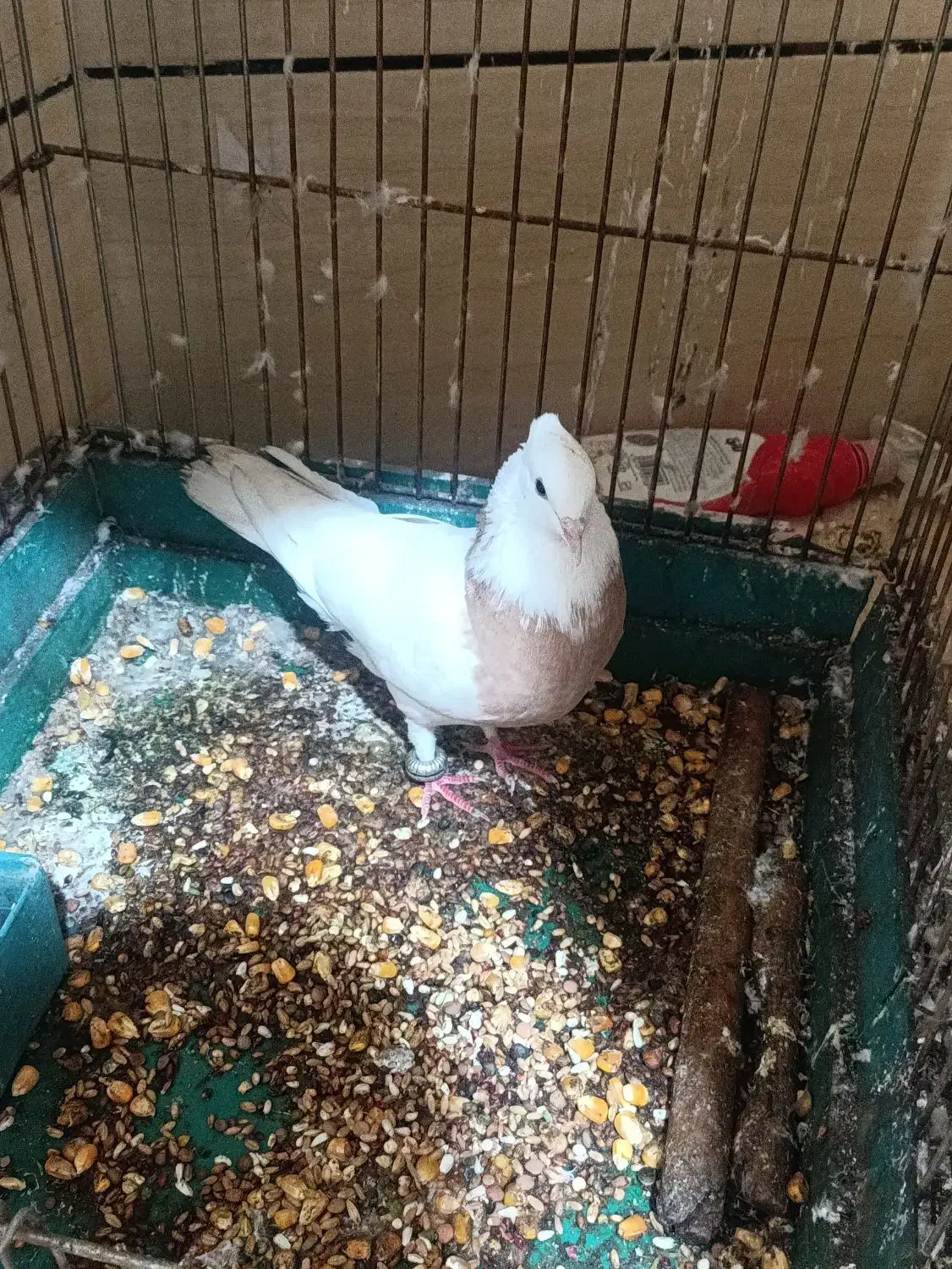 طوقی ماده|پرنده|اهواز, امانیه|دیوار