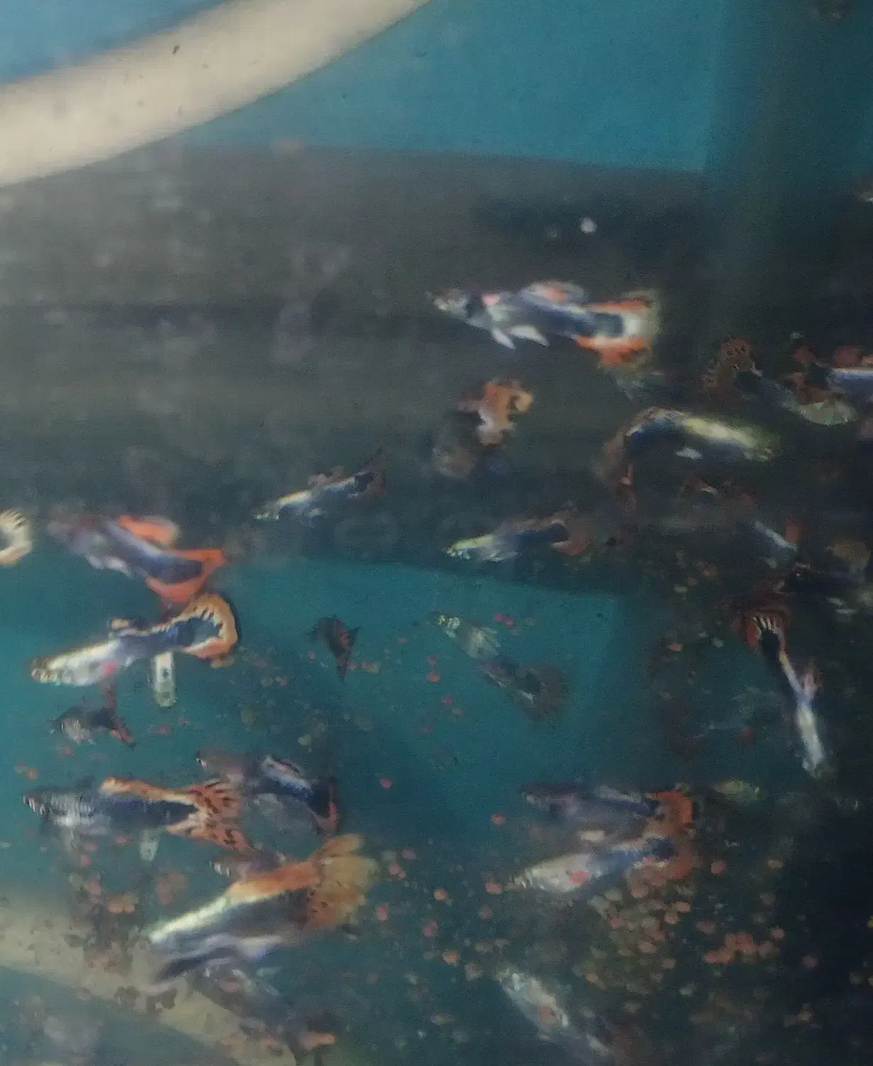 فروش گوپی|ماهی|آستانه اشرفیه, |دیوار