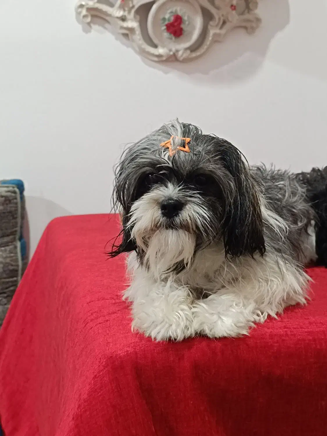 سگ شیتزوپیداشده|حیوانات|آمل, |دیوار