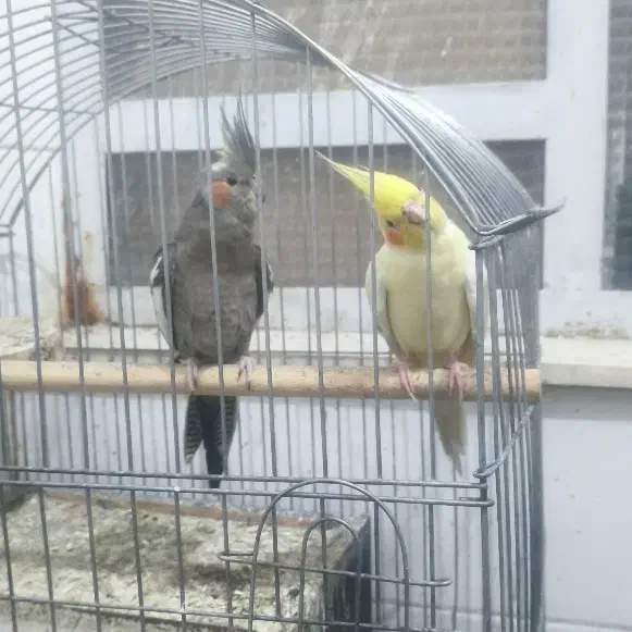 عروس هلندی|پرنده|یزد, |دیوار