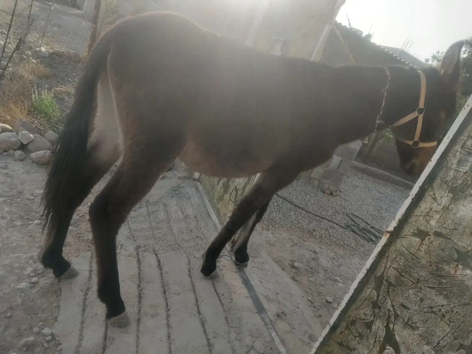 کره قاطر 14ماهه|حیوانات مزرعه|کوهمره, |دیوار