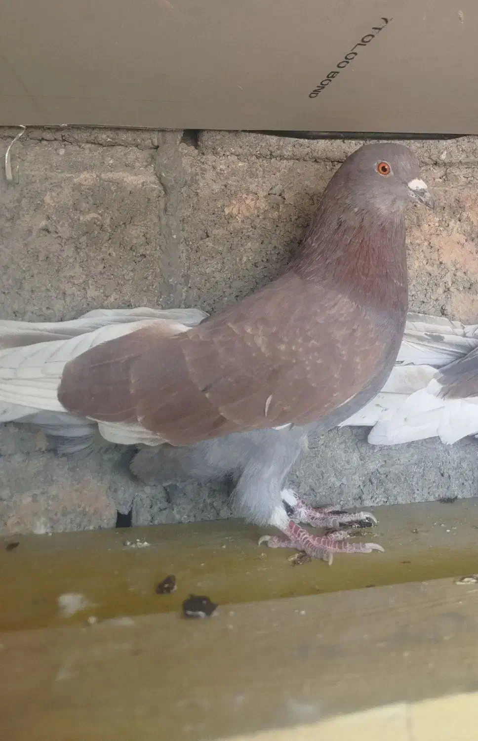 کبوتر تکپر|پرنده|دماوند, دماوند|دیوار