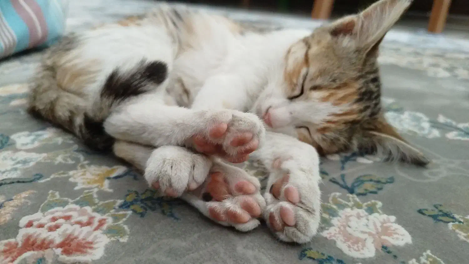 واگذاری گربه ملوس DSH|گربه|سنندج, |دیوار