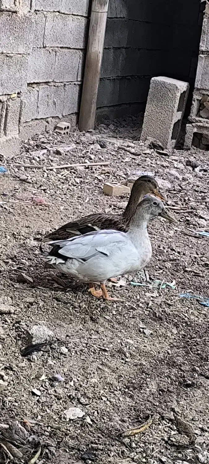 خضیری اردک خضیری|حیوانات مزرعه|شادگان, |دیوار