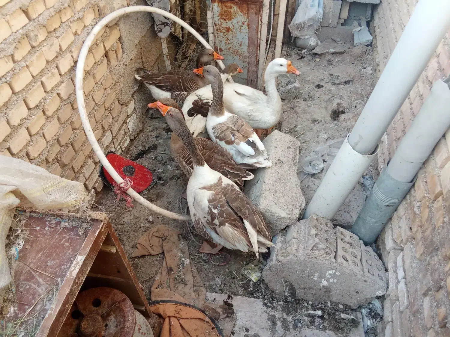 غاز|حیوانات مزرعه|خرمشهر, |دیوار