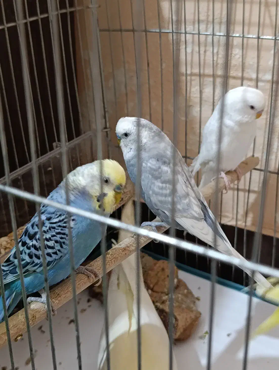 مرغ عشق|پرنده|دوگنبدان, |دیوار