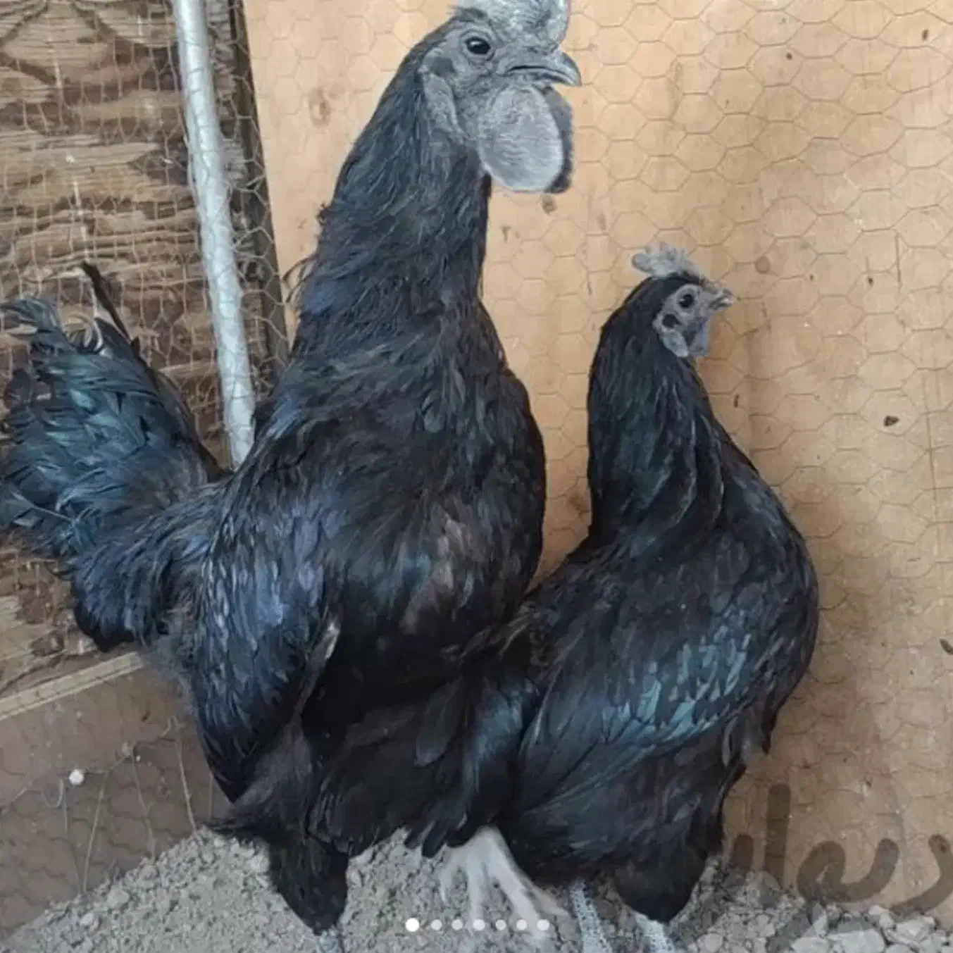 تخم مرغ نطفه دار ایام سمانی|حیوانات مزرعه|شاهینشهر, حافظ شمالی|دیوار