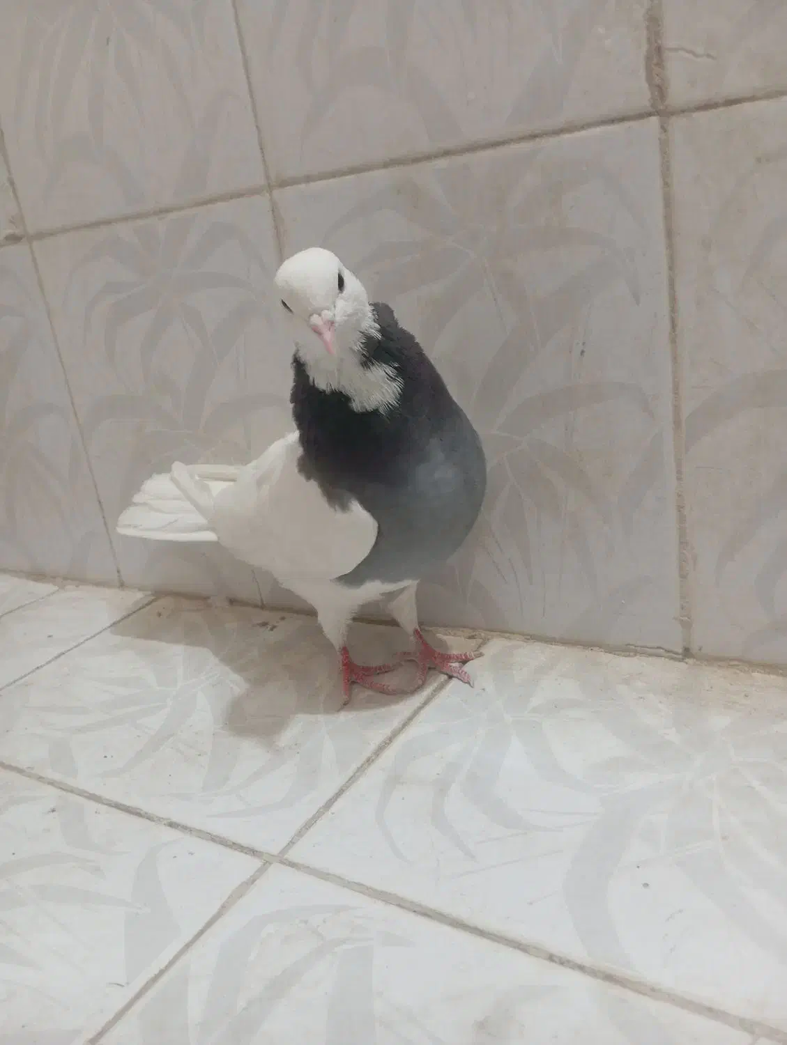 طوقی سبز|پرنده|بم, |دیوار