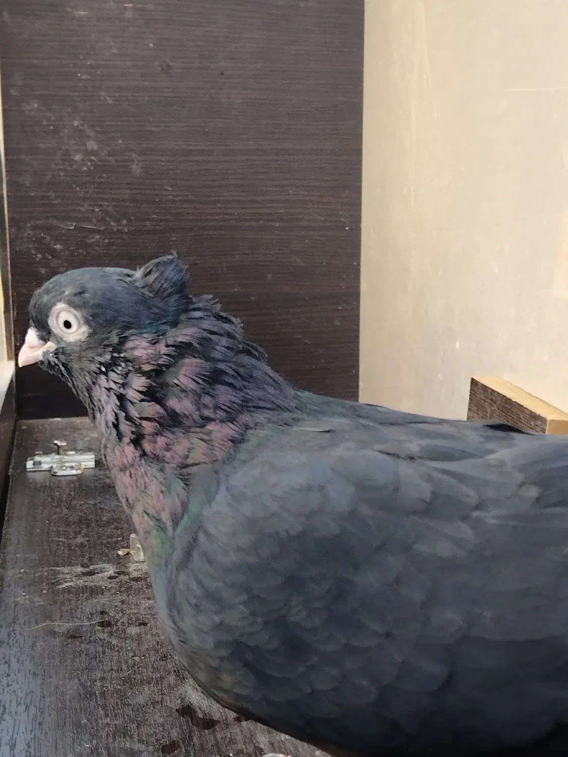 کبوتر|پرنده|ابریشم, |دیوار