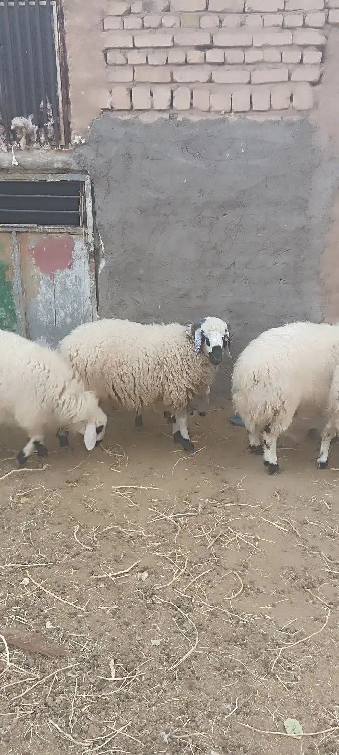 بره نر و میش مناسب برای  کشتن|حیوانات مزرعه|رفسنجان, |دیوار