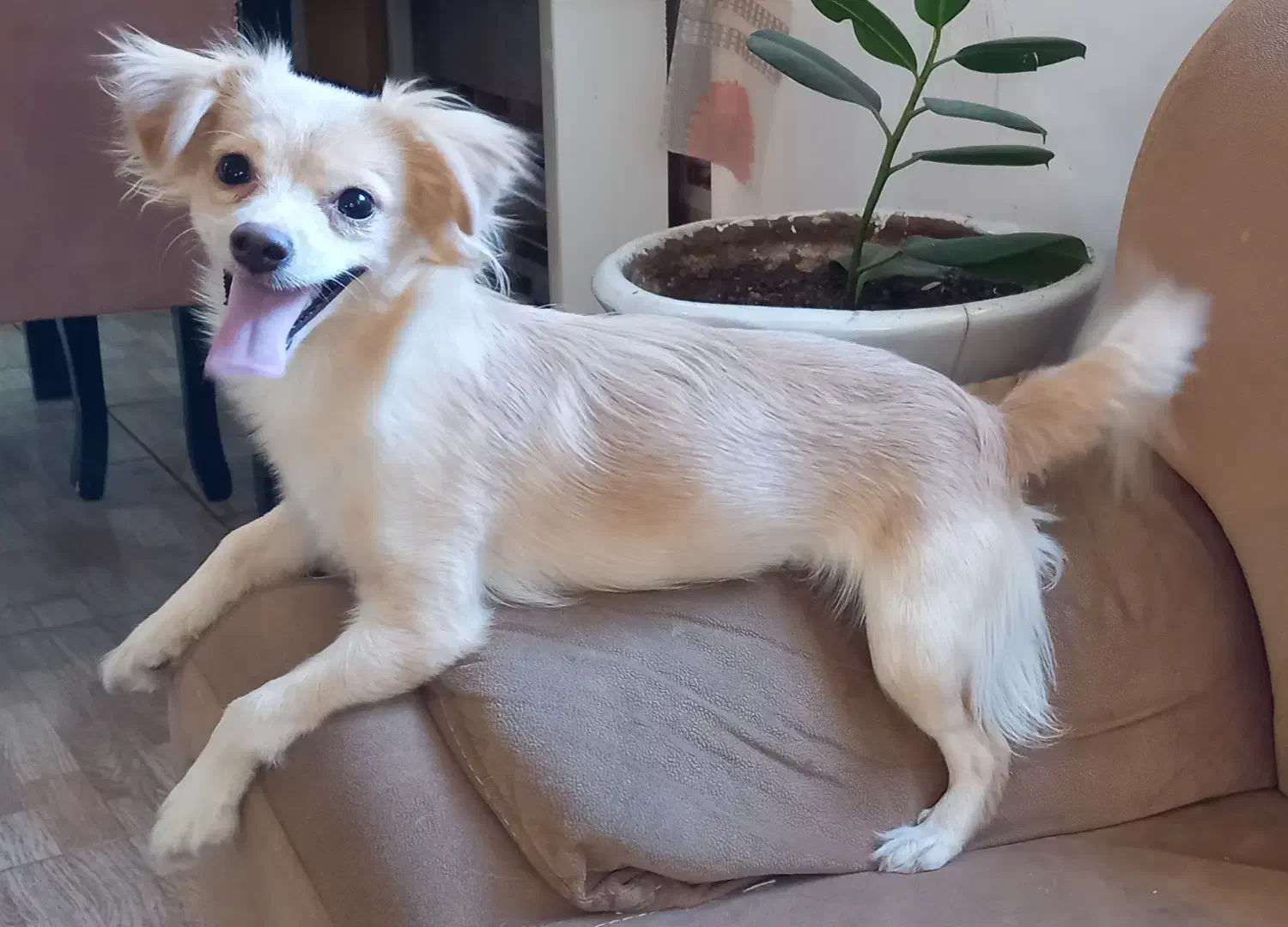 سگ اشپیتز پامر|سگ|آستانه اشرفیه, |دیوار