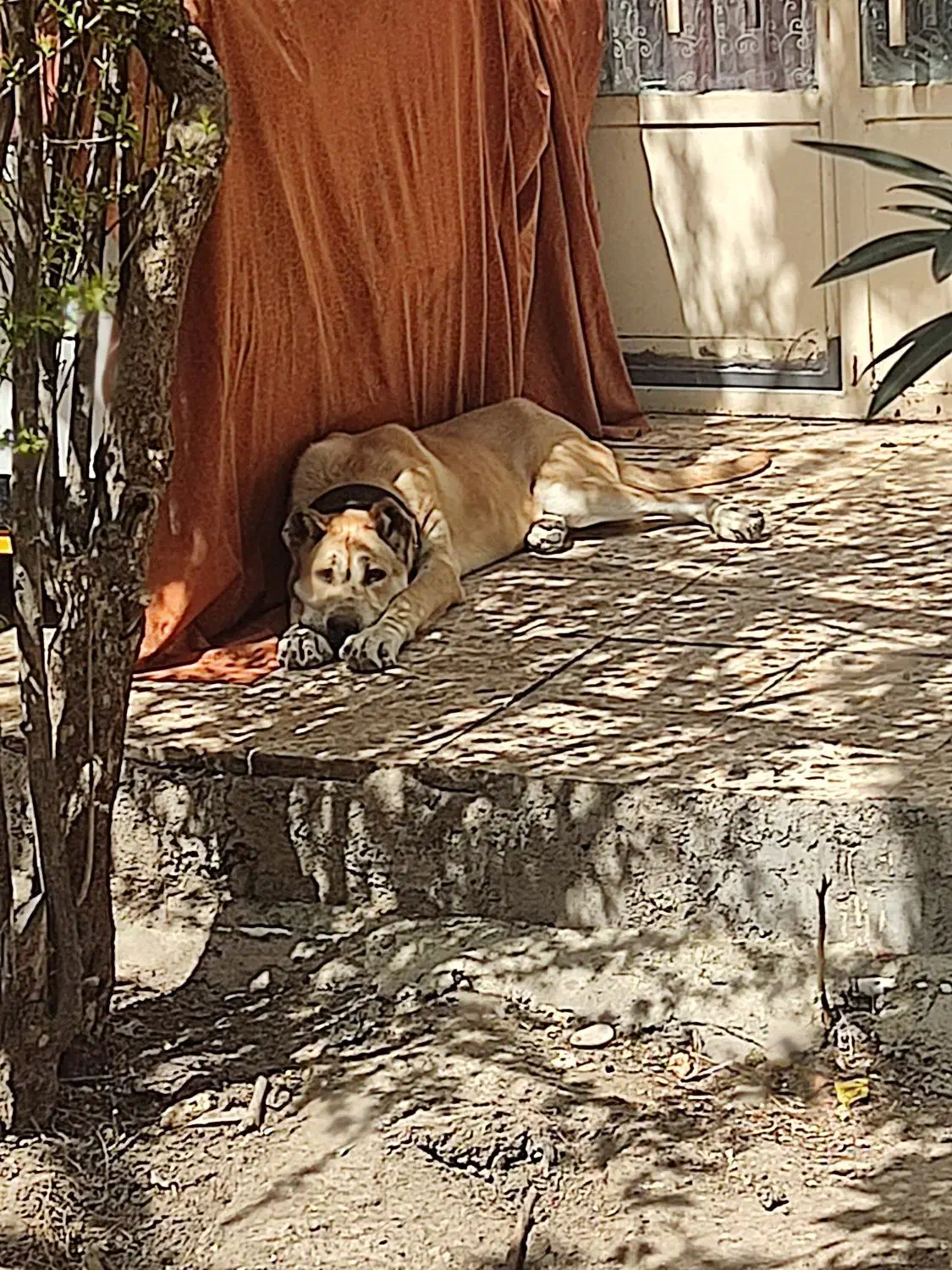 سگ سرابی|سگ|رباطکریم, رباطکریم|دیوار