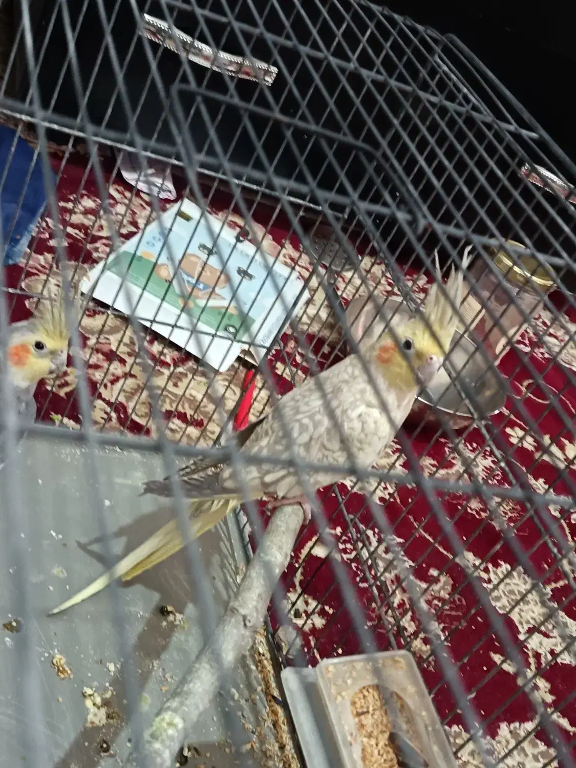 عروس هلندی جفت با تخم|پرنده|بجنورد, |دیوار