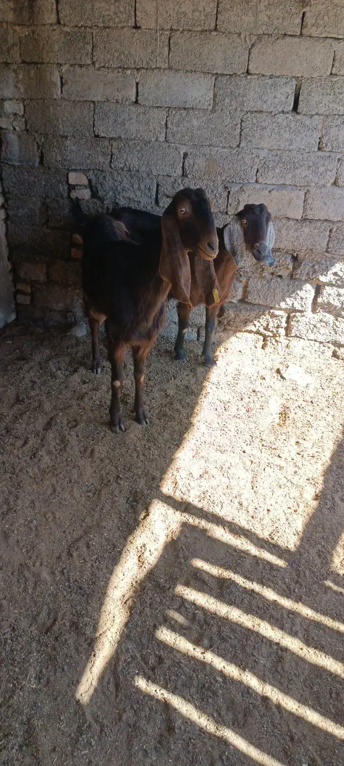 ۲تا بز شیری|حیوانات مزرعه|سیمین شهر, |دیوار