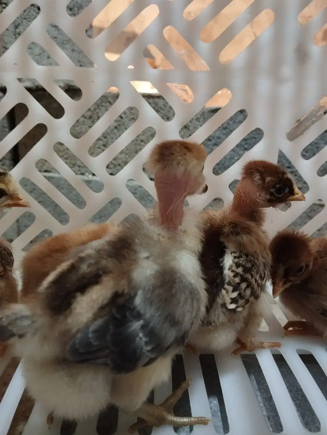 جوجه محلی اصیل کرچ شووتخم گذار|حیوانات مزرعه|گتاب, |دیوار