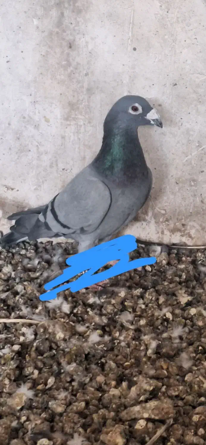 بالاخواف|پرنده|سلامی, |دیوار