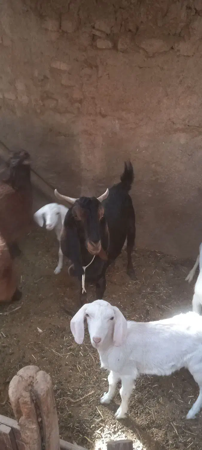 بز نر|حیوانات مزرعه|سمنان, |دیوار