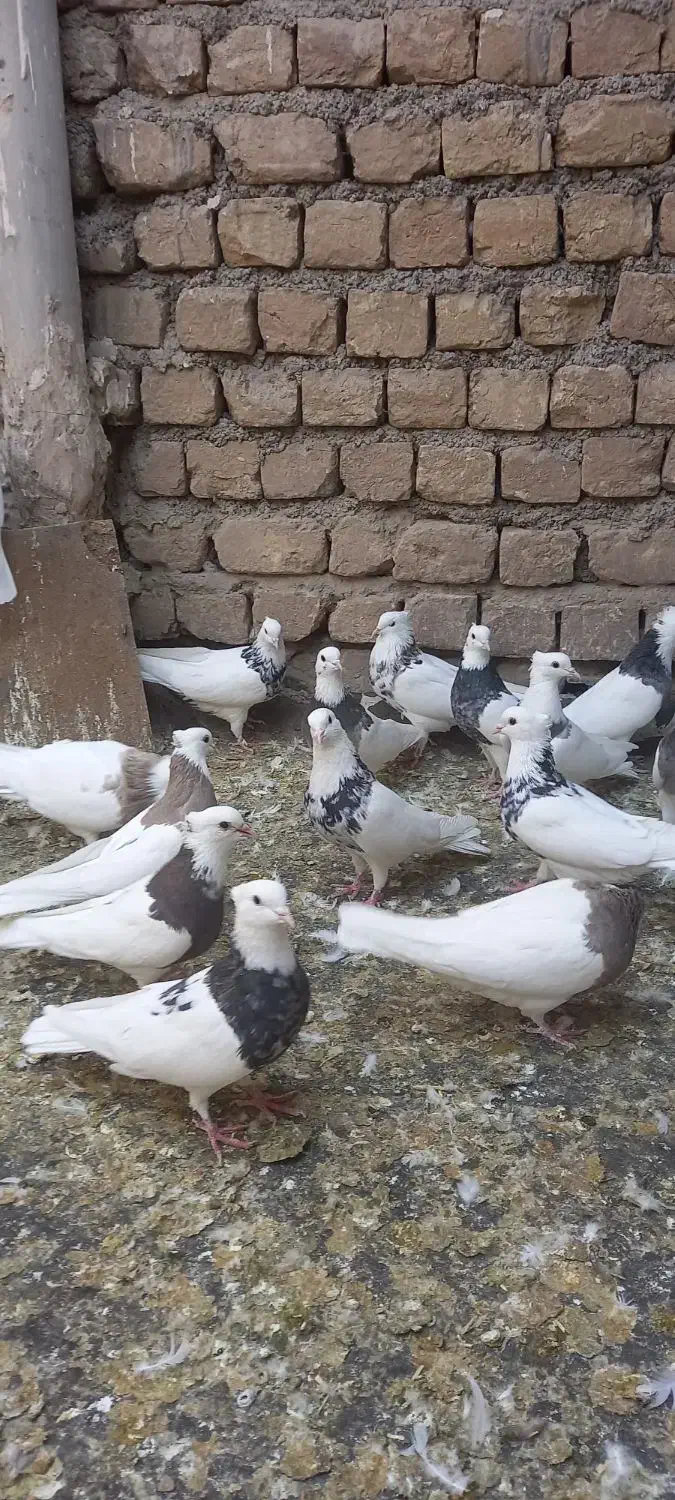 سی تا طوقی نر و ماده|پرنده|تهران, امام زاده حسن|دیوار
