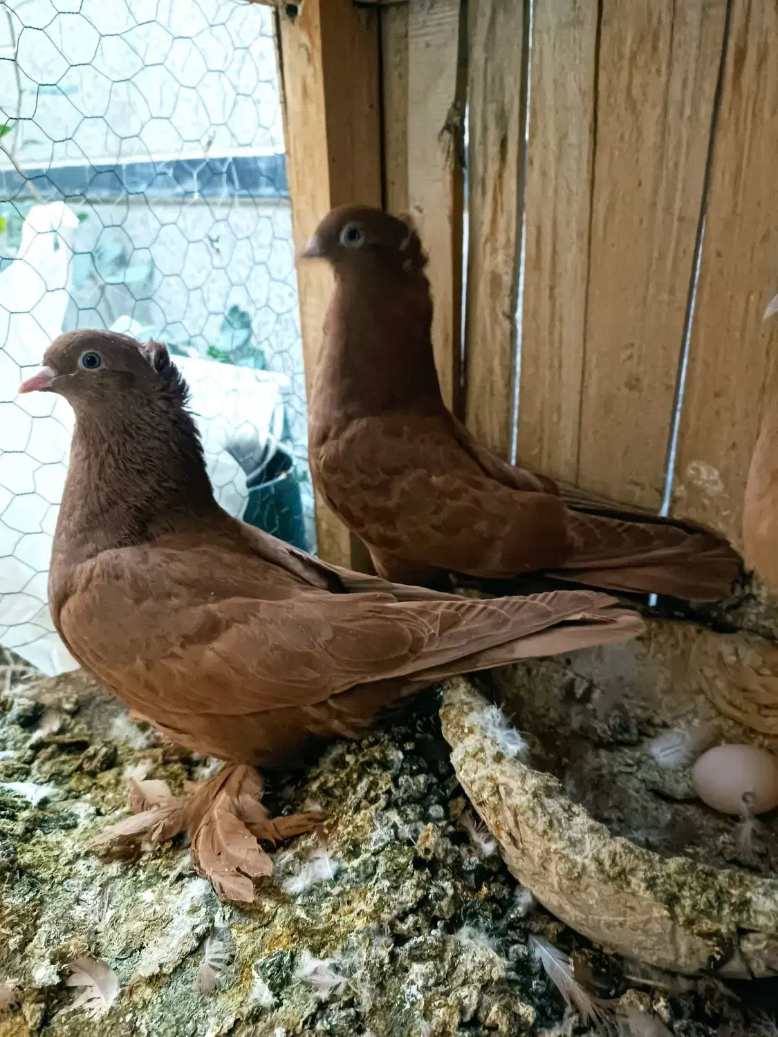 کبوتررواعب|پرنده|قم, آلوچو|دیوار