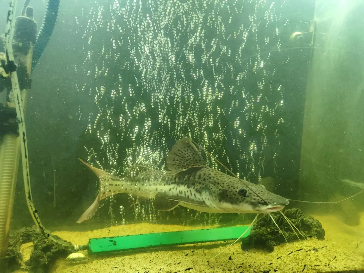 ماهی دراگون|ماهی|سهند, |دیوار