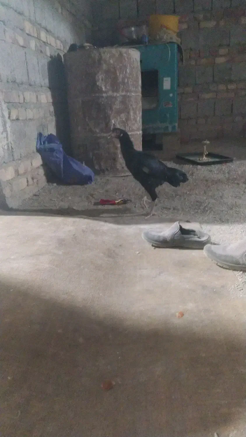 ماکیان لاری|پرنده|سراوان, |دیوار