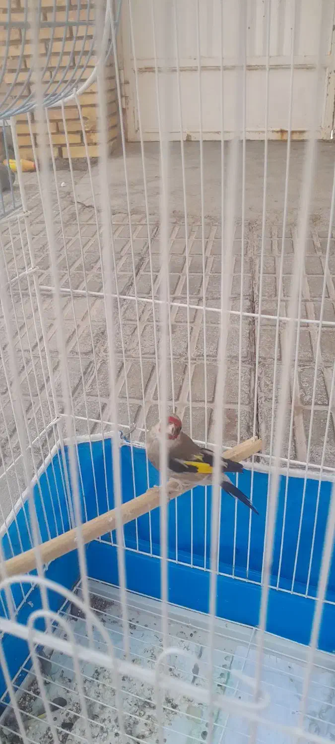 سهره|پرنده|زرند, |دیوار