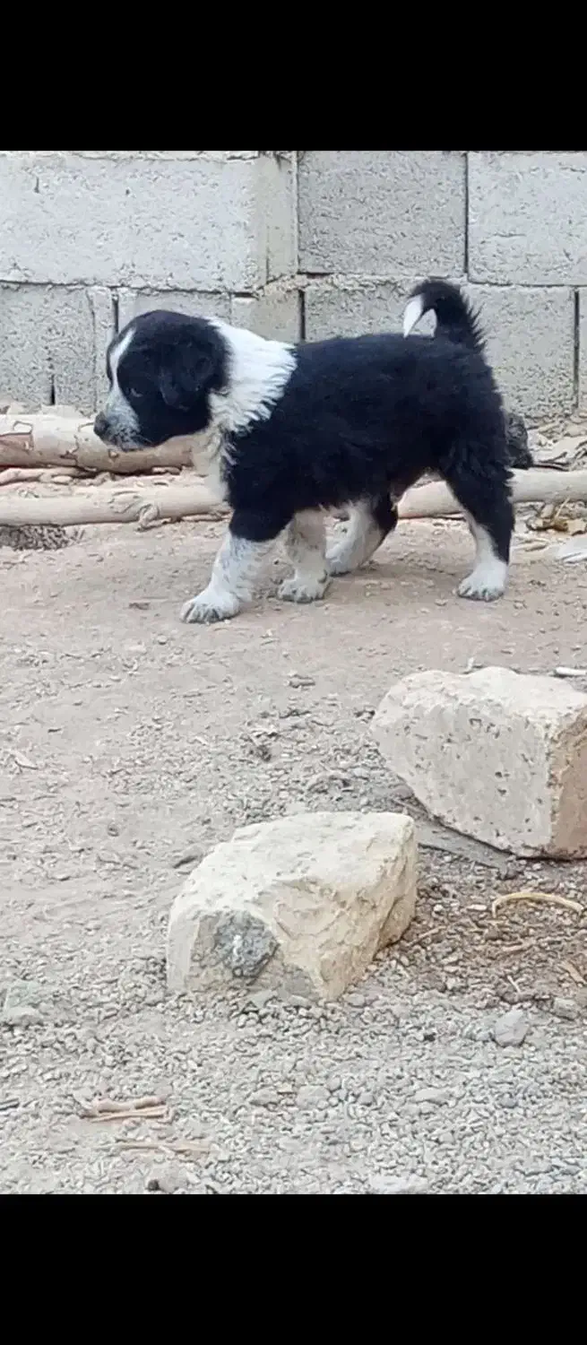 واگذاری توله قدرجونی دوماه بشرت|سگ|اصفهان, طاحونه|دیوار