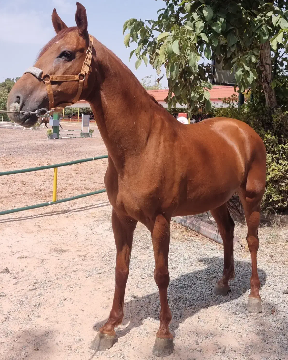 اسب پرشی یکسر خارجی|اسب و تجهیزات اسب‌سواری|رباط‌کریم, انجم آباد|دیوار