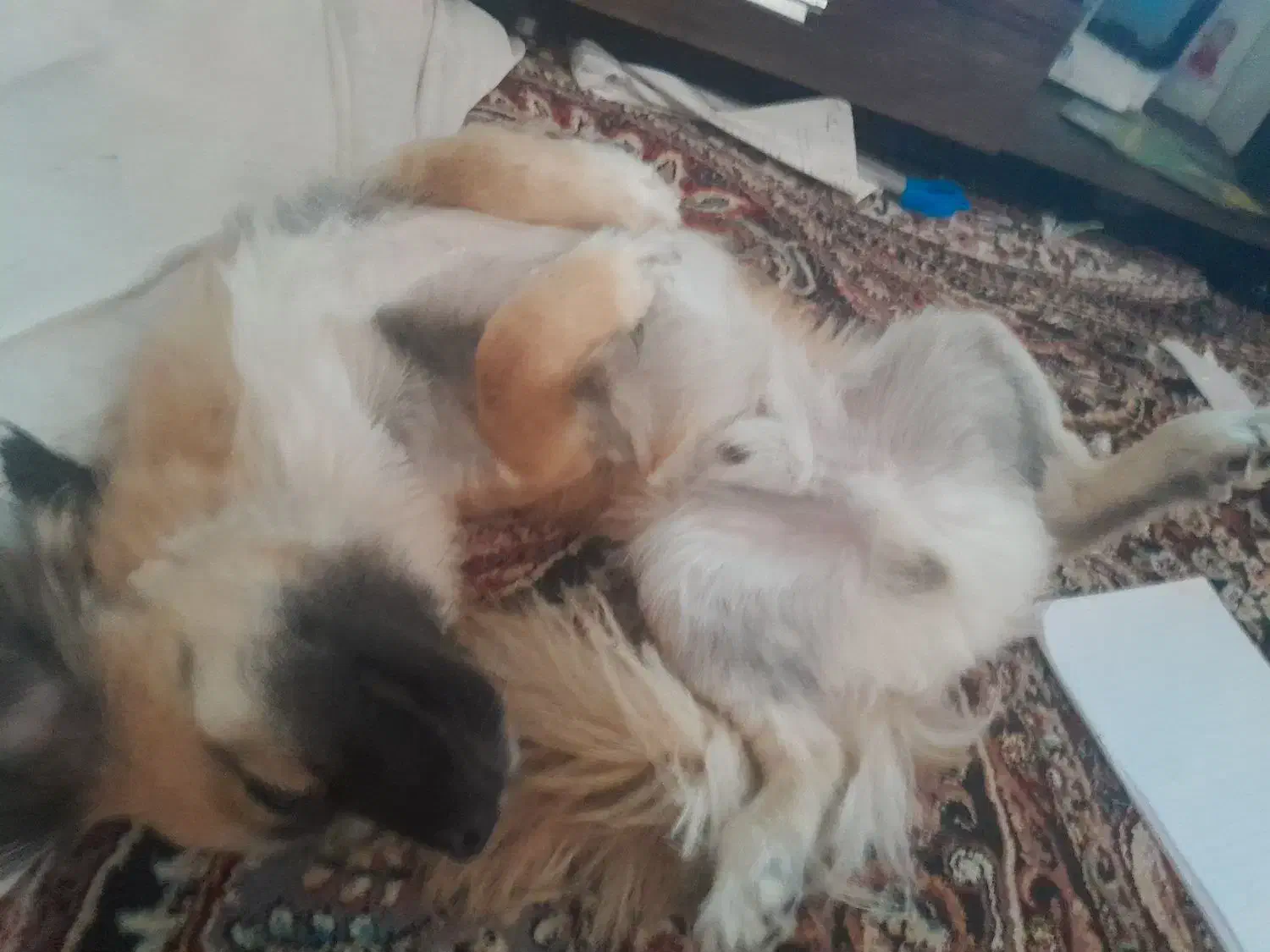 سگ گم شده مژدگانی عالی|حیوانات|خمینی‌شهر, |دیوار