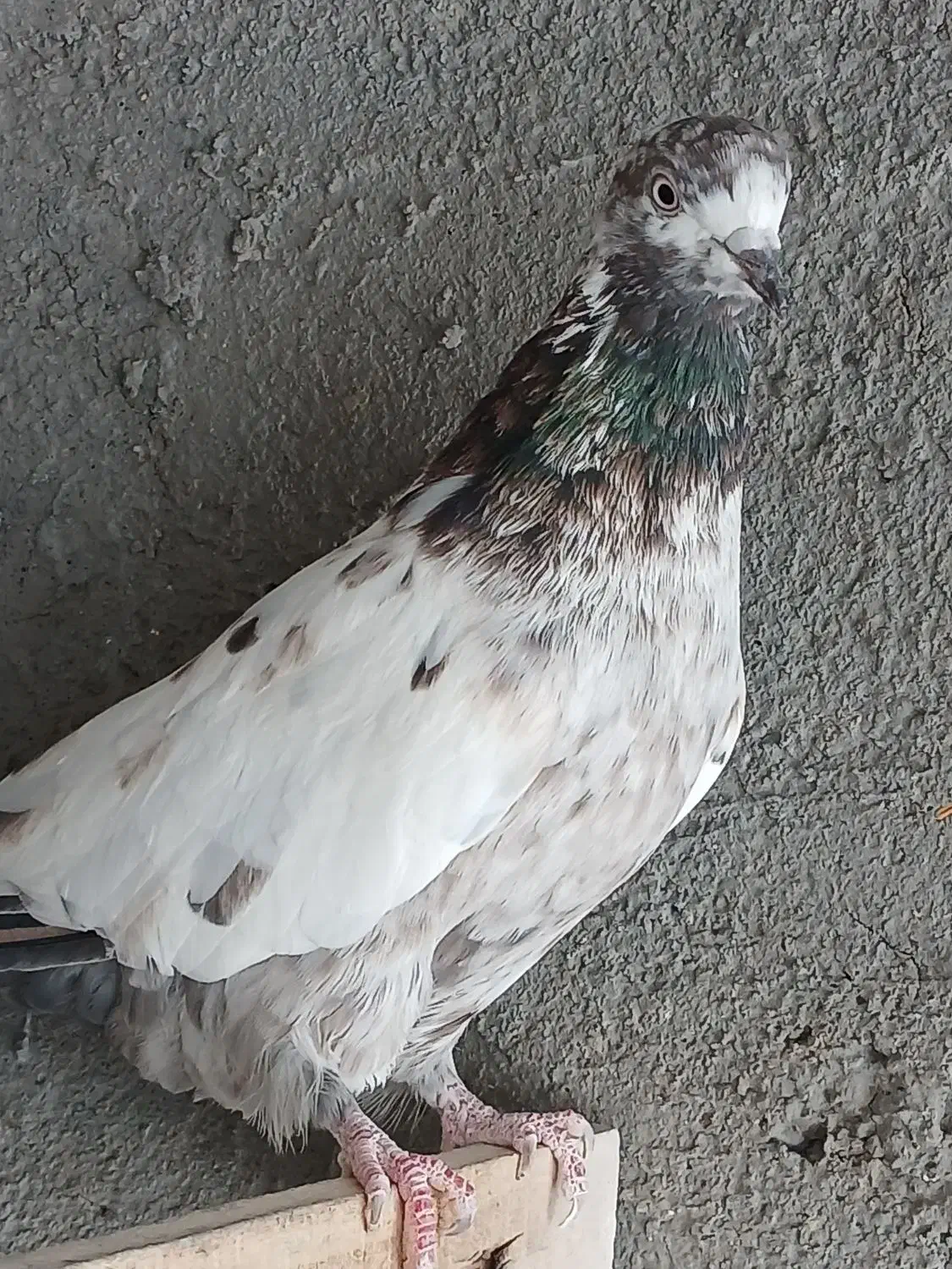 ماده|پرنده|ساوه, |دیوار