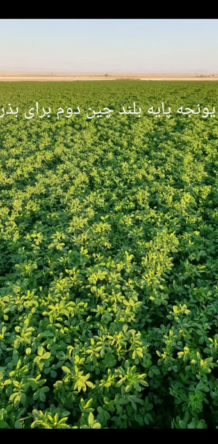 بذر پایه بلند یونجه همدانی منطقه خیرآباد|خدمات باغبانی و درختکاری|شراء, |دیوار