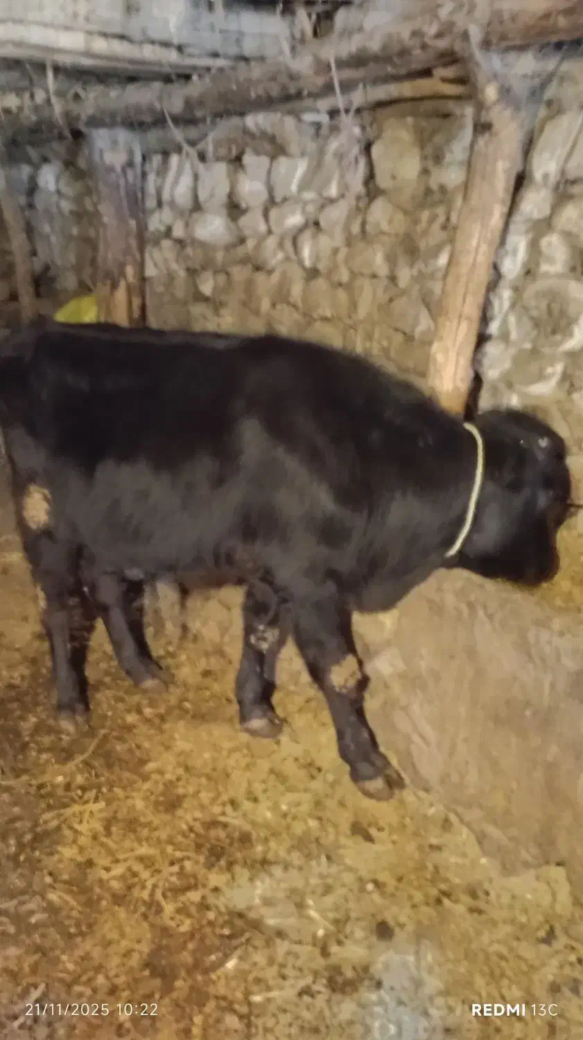 گوساله های سیاه رنگ اصل|حیوانات مزرعه|اهر, |دیوار