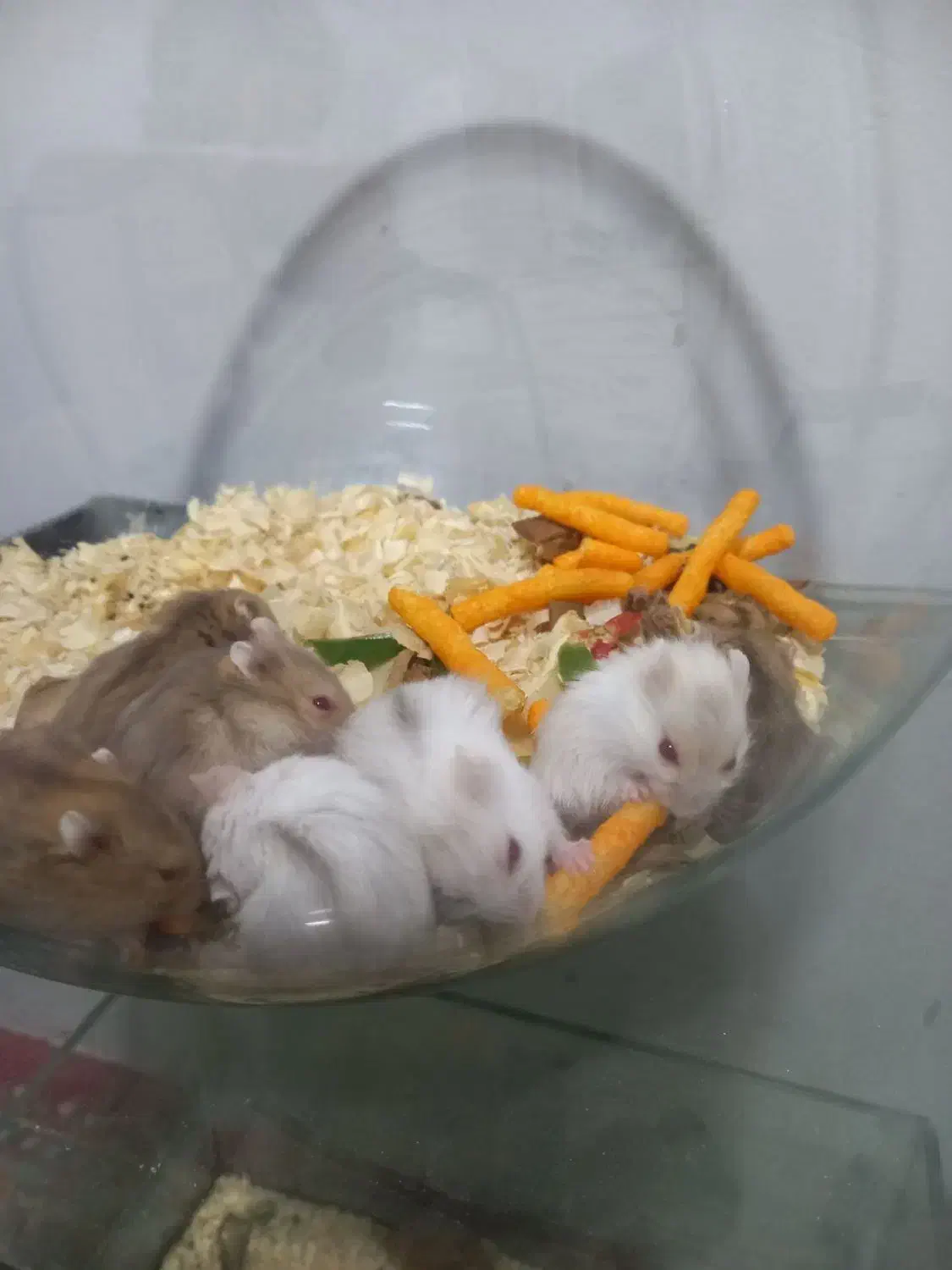 همستر مینیاتوری|موش و خرگوش|مشهد, منزل آباد|دیوار