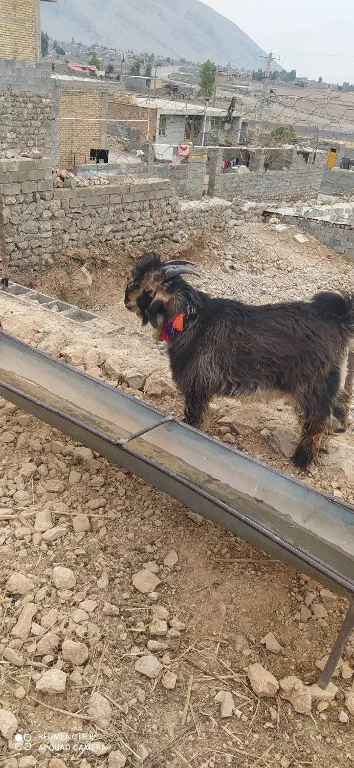 یک عدد کهر تخمی شش ماهه با یک عدد بره تخمی|حیوانات مزرعه|ایذه, |دیوار