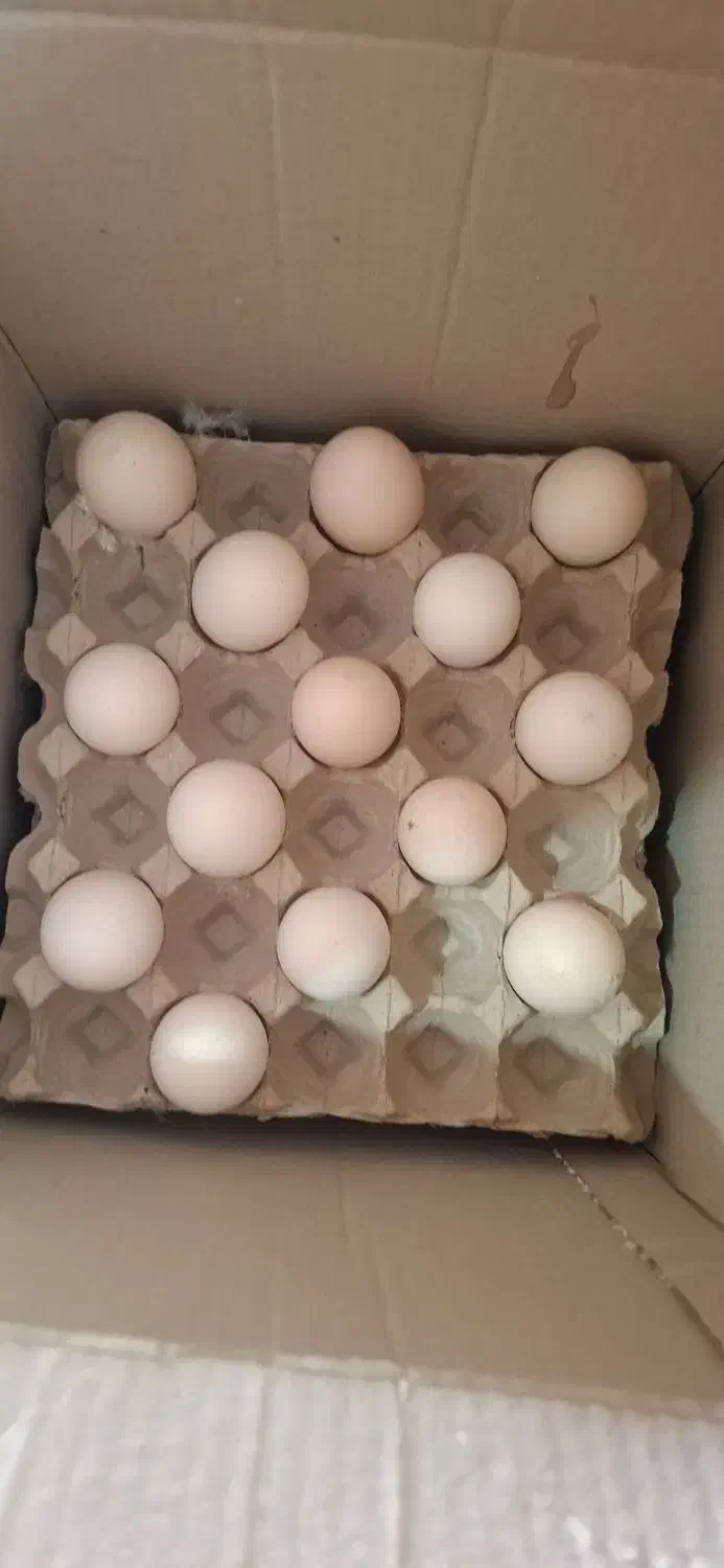 تخم مرغ گلپایگانی|خوردنی و آشامیدنی|قم, هفت تیر|دیوار