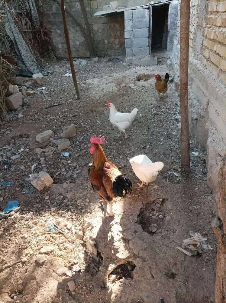 فروش 15 عدد مرغ و خروس محلی سالم و سرحال|حیوانات مزرعه|علامرودشت, |دیوار