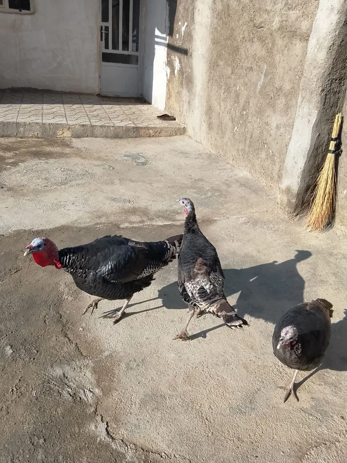 بوقلمون|حیوانات مزرعه|شیروان (لرستان), |دیوار