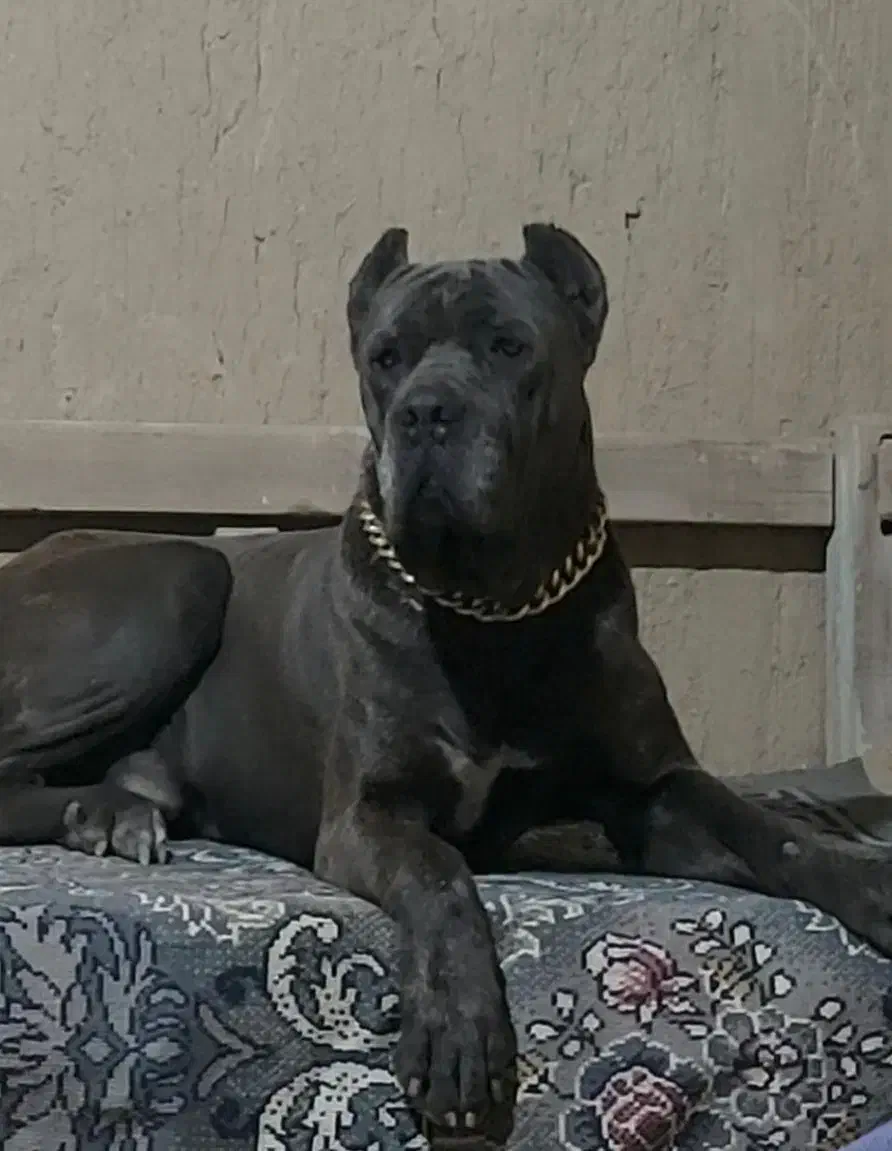 سگ کنکورسو ماستیف هیولا|سگ|تهران, شهرک آزمایش|دیوار