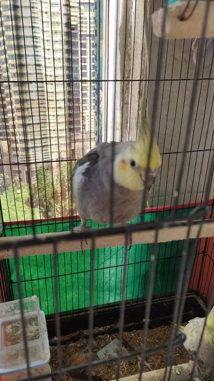 عروس هلندی نر و ماده مولد|پرنده|قم, پردیسان|دیوار