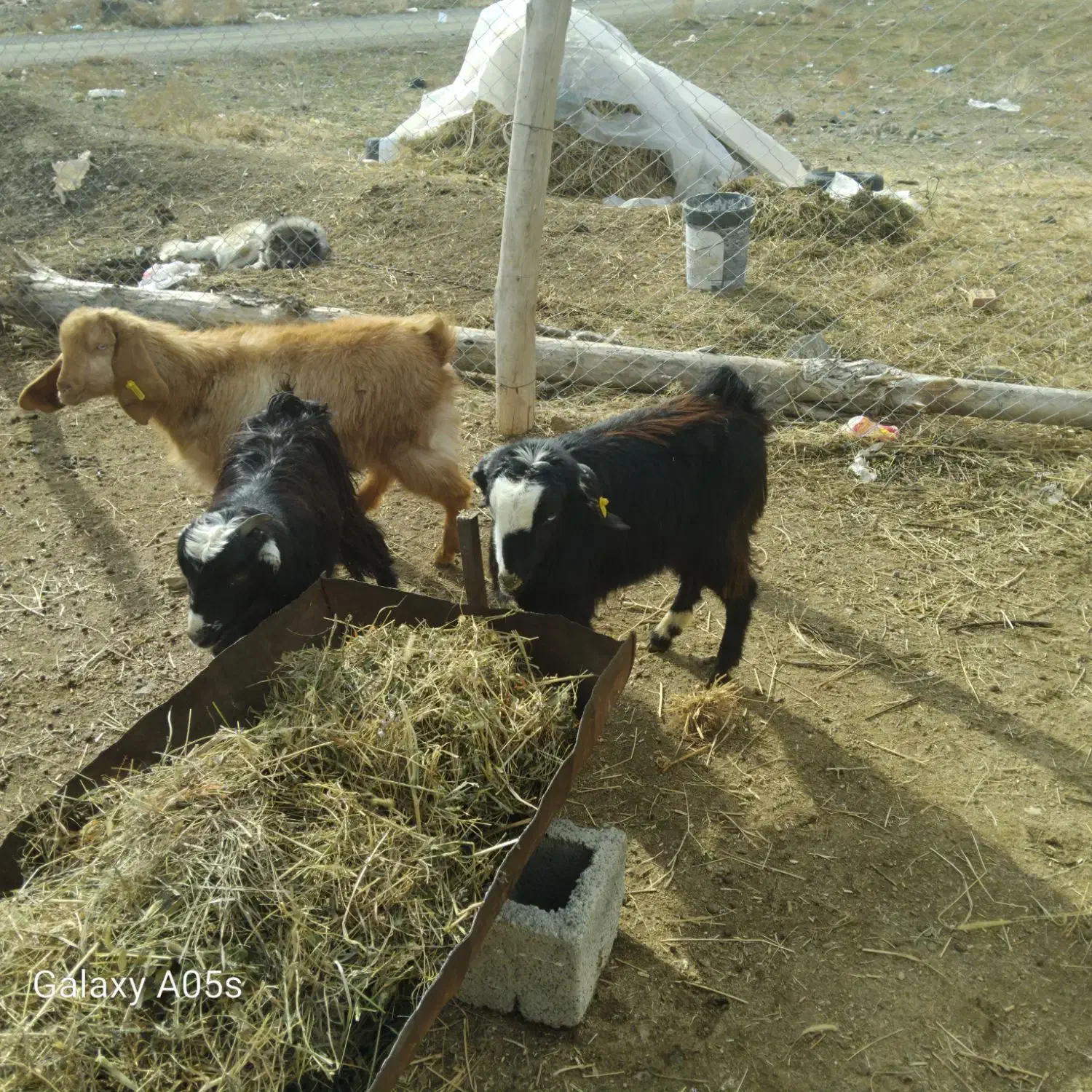 بزغاله|حیوانات مزرعه|انزل, |دیوار