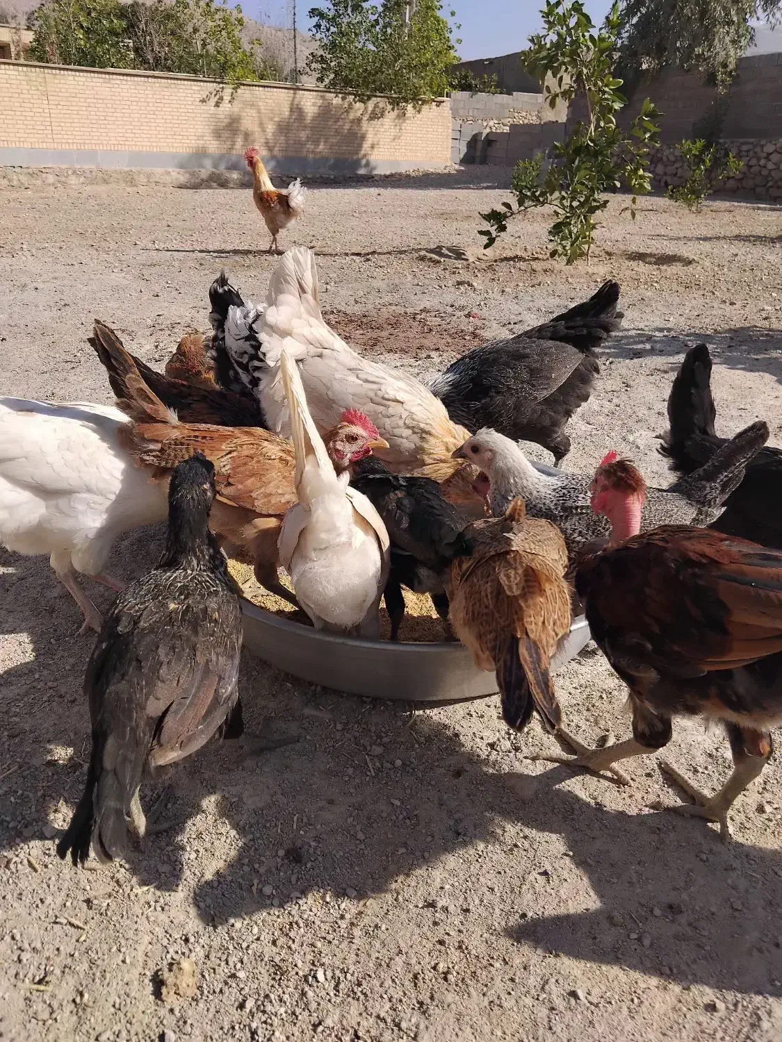 فروش کله جوجه وکله خروس|پرنده|نورآباد ممسنی, |دیوار