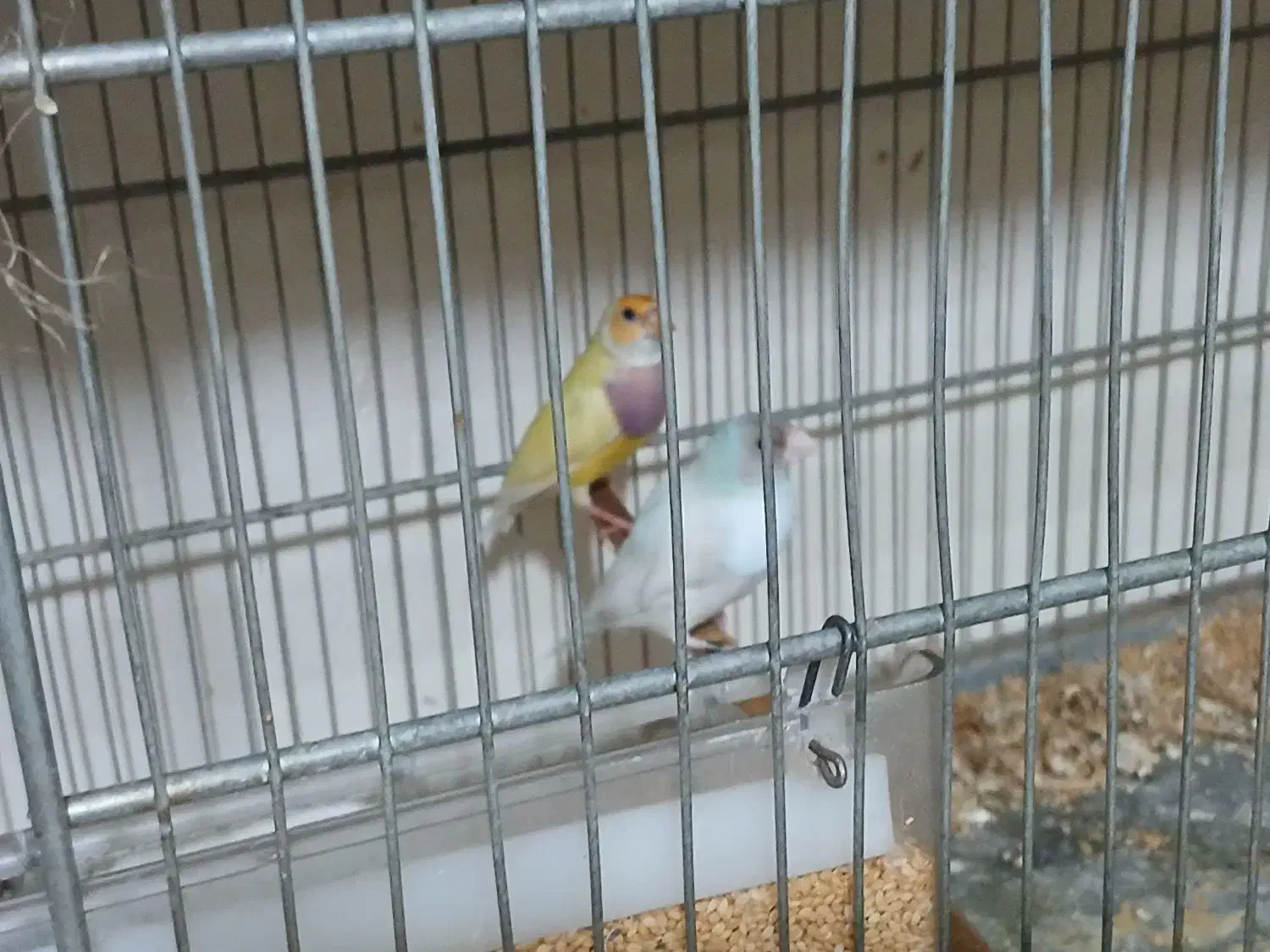 فنج گلدین|پرنده|چهارباغ, |دیوار