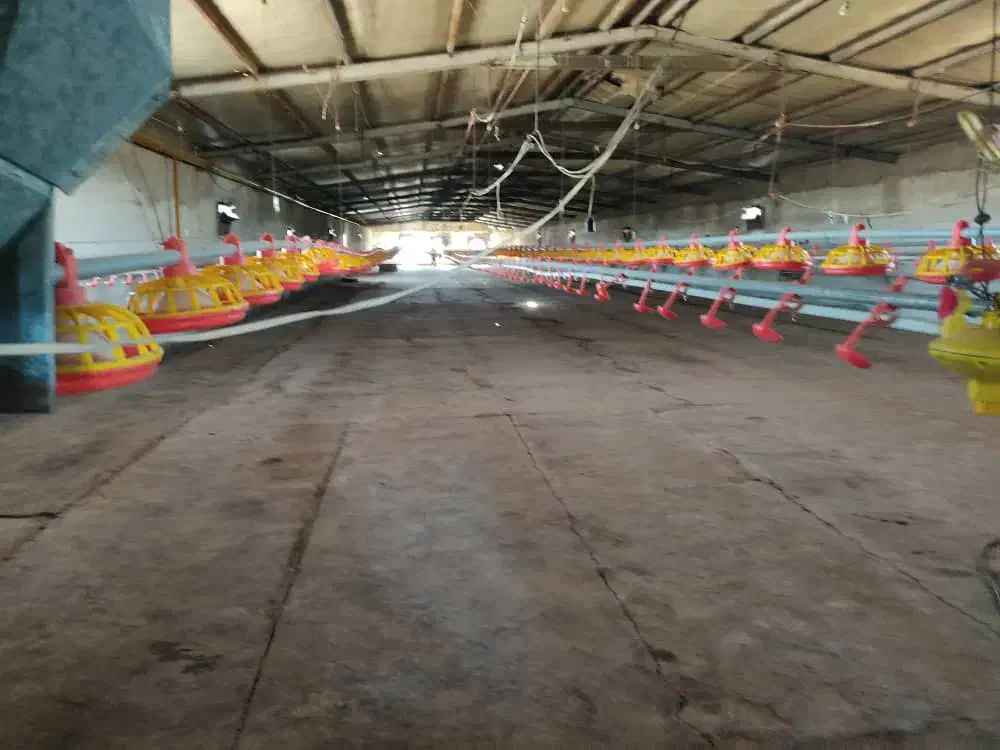 مرغداری گوشتی 24000 تایی|فروش دفتر صنعتی، کشاورزی، تجاری|تهران, سعیدآباد|دیوار