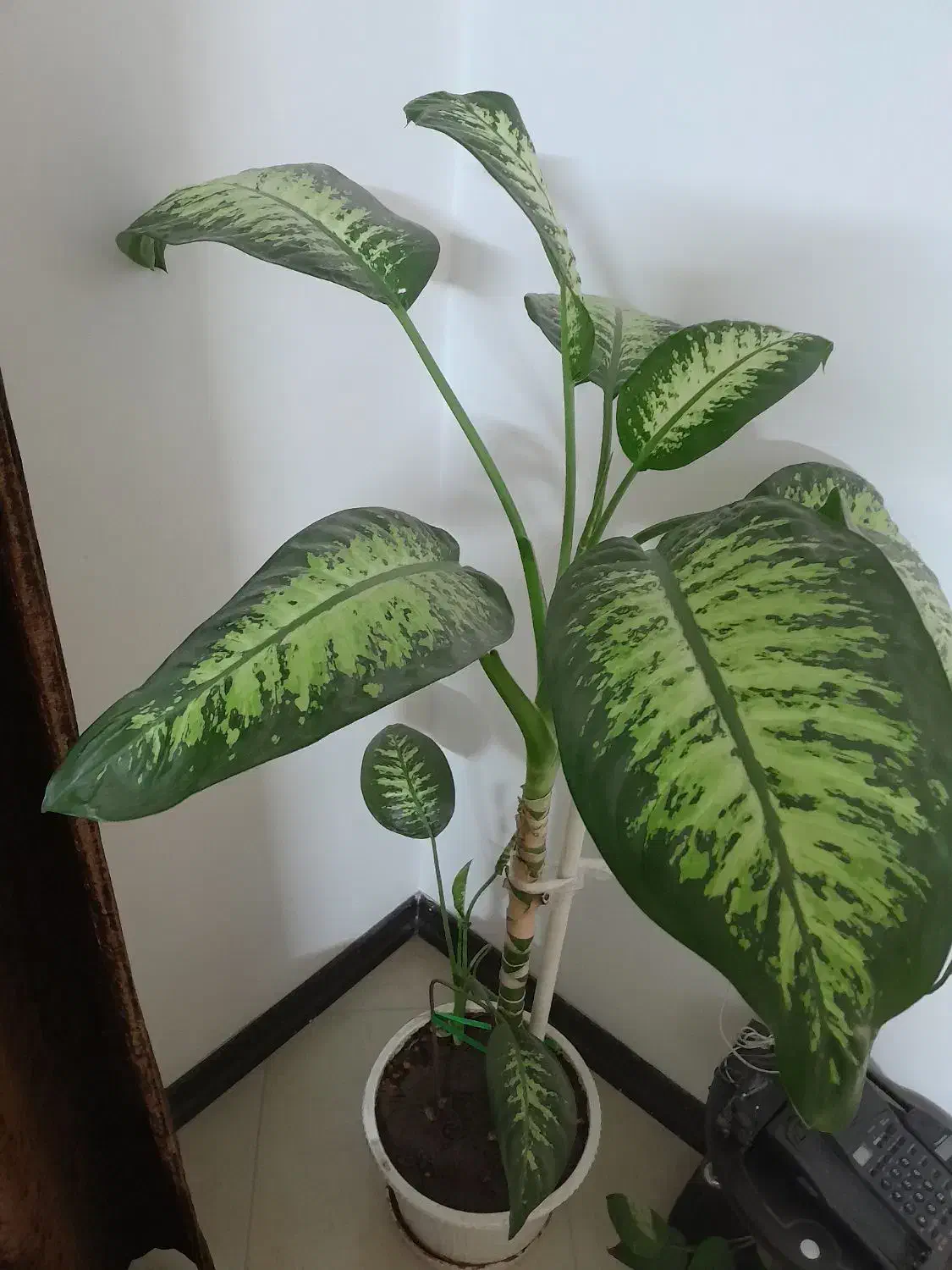 گل دیفن باخیا شاداب و سر حال|گل و گیاه طبیعی|اصفهان, شهرک زاینده رود|دیوار