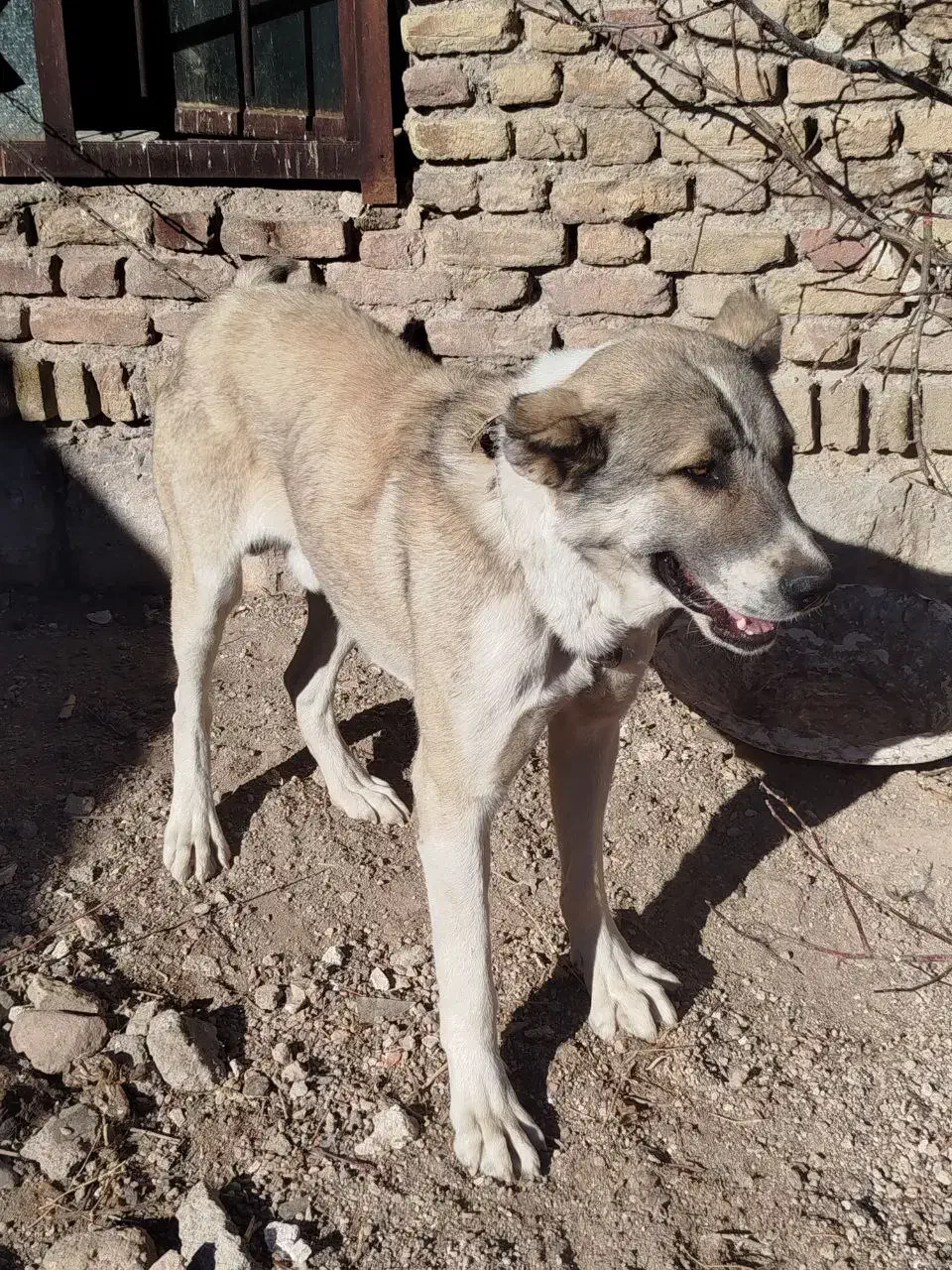 سگ قله|سگ|مراغه, |دیوار