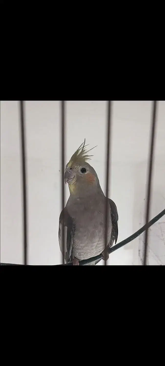 عروس جفت|پرنده|کوچصفهان, |دیوار