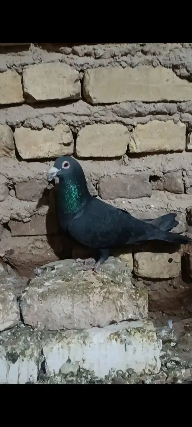 رایانه نر|رایانه همراه|فسا, |دیوار