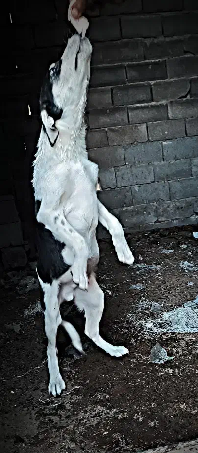 سگ دورگه پیتبول سرابی|سگ|کرمانشاه, |دیوار